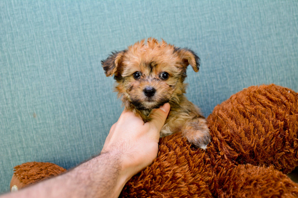 Sweet Morkie Baby