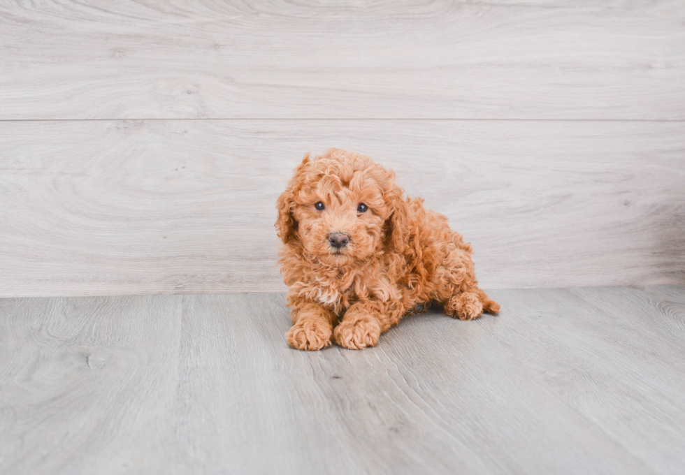 Best Mini Goldendoodle Baby