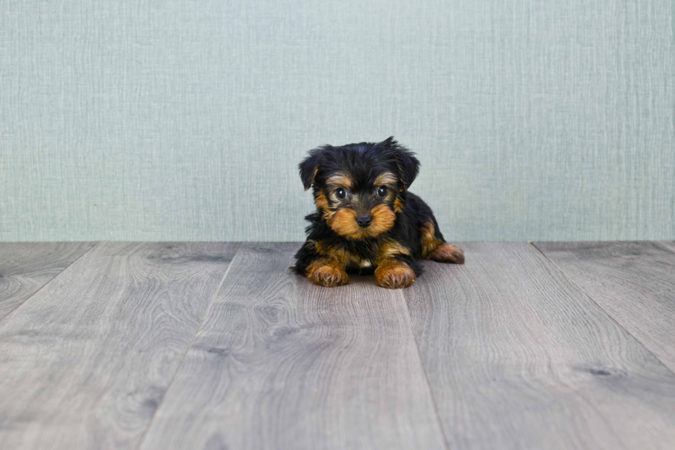 Meet Penny - our Yorkshire Terrier Puppy Photo 