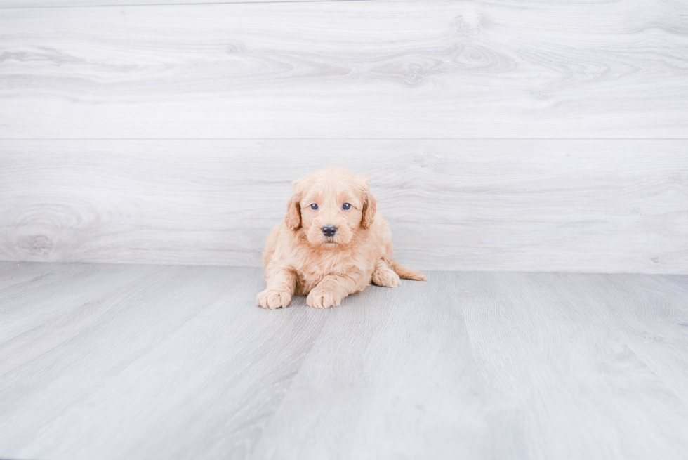 Mini Goldendoodle Pup Being Cute