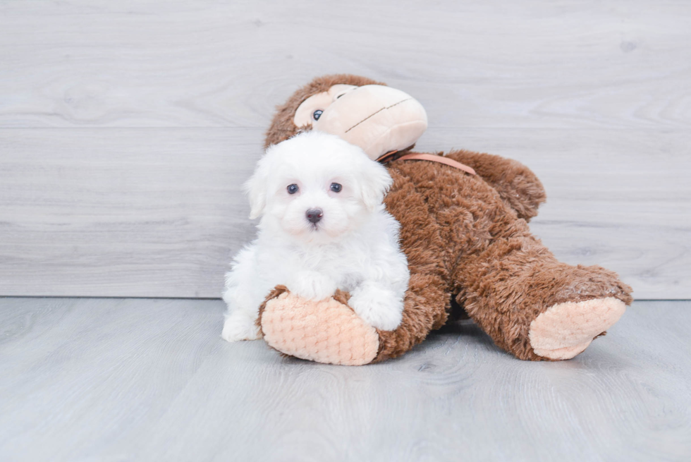 Maltese Pup Being Cute