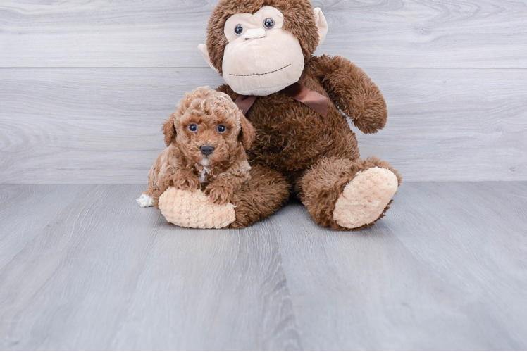 Poodle Puppy for Adoption