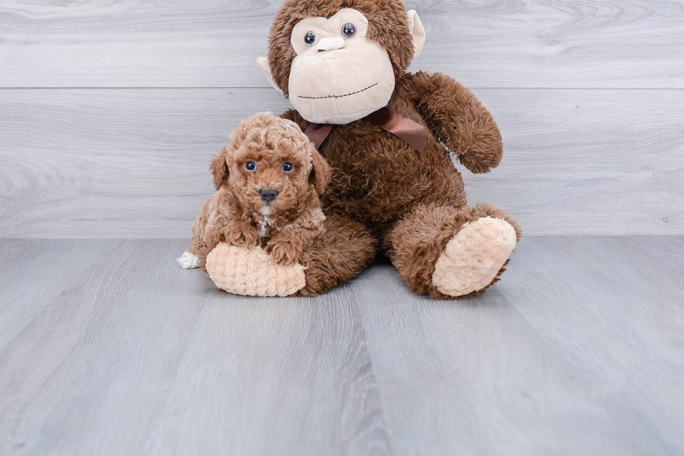 Poodle Puppy for Adoption
