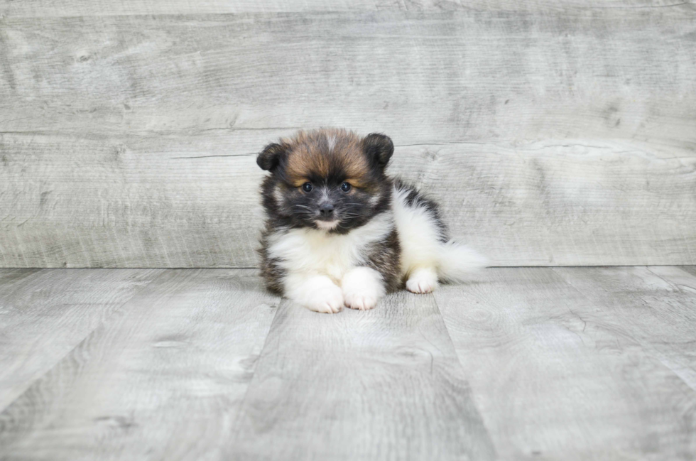 Sweet Pomeranian Purebred Puppy