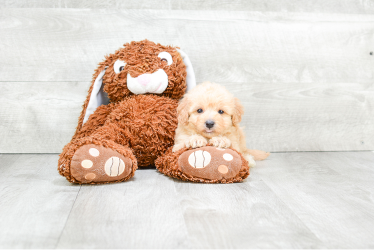 Cavapoo Puppy for Adoption