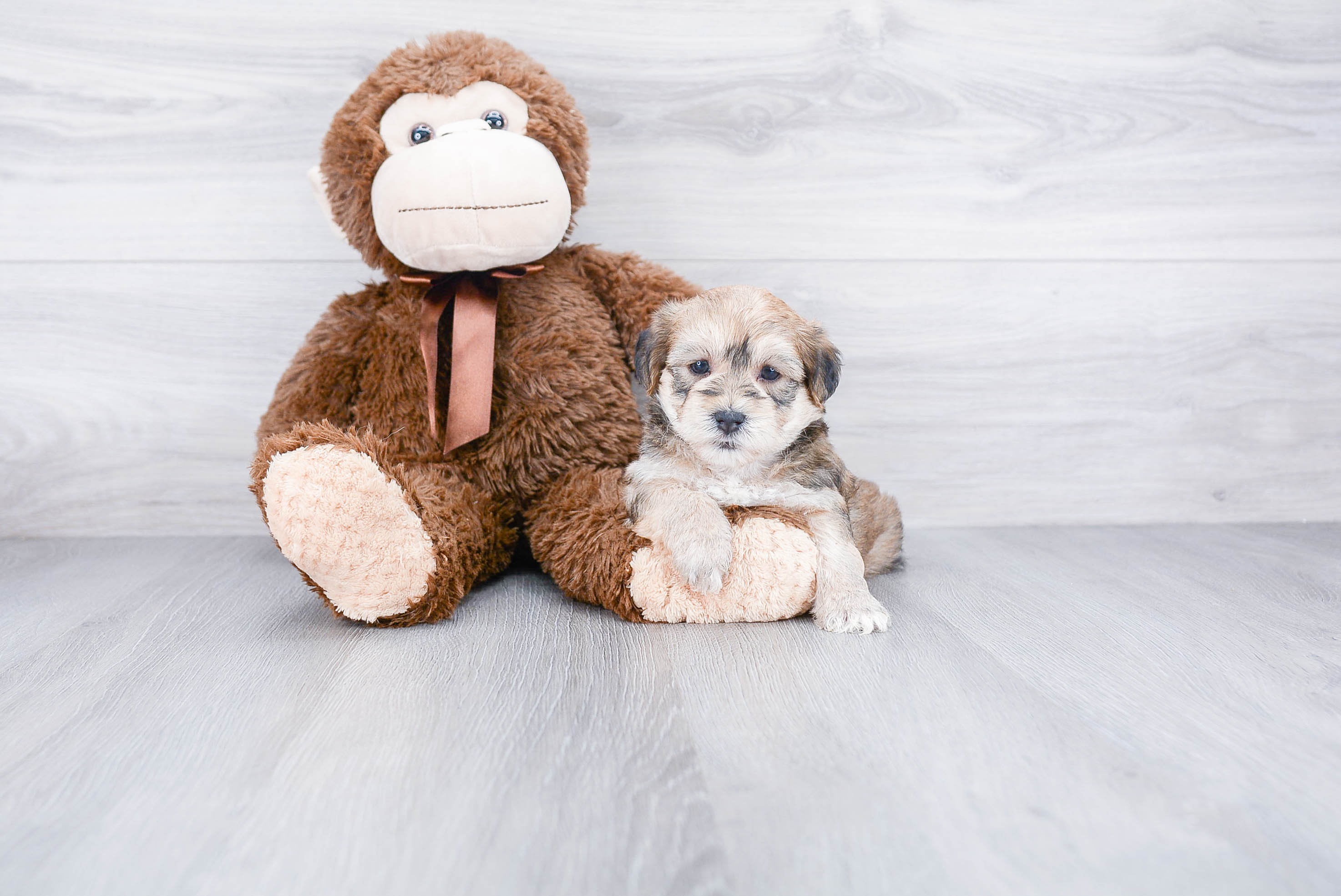 Smart Morkie Designer Pup