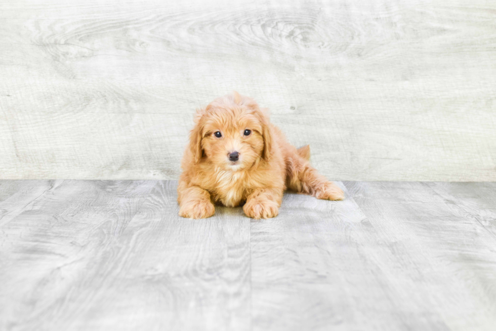 Smart Cavapoo Poodle Mix Pup