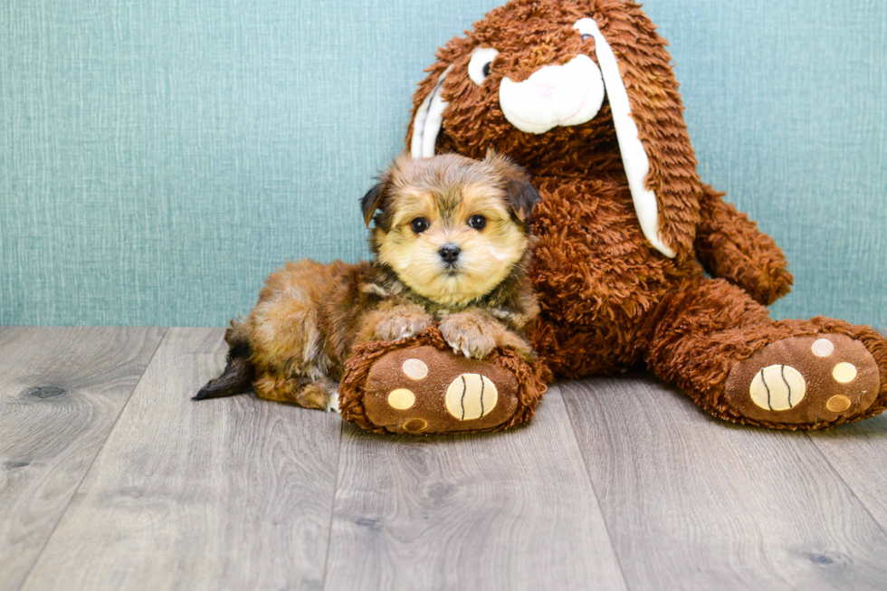 Happy Morkie Baby