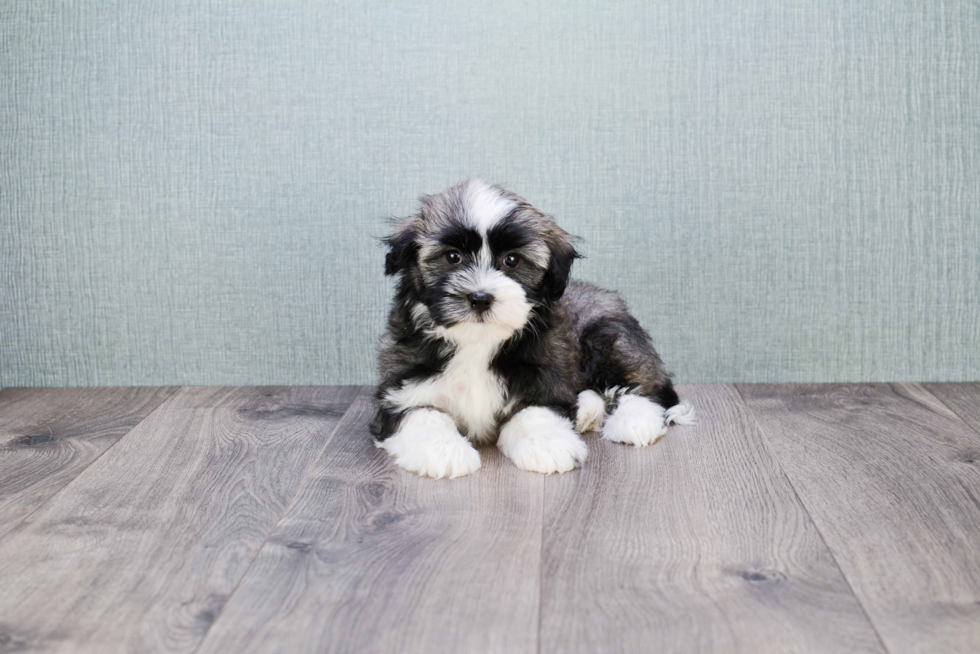 Havanese Pup Being Cute