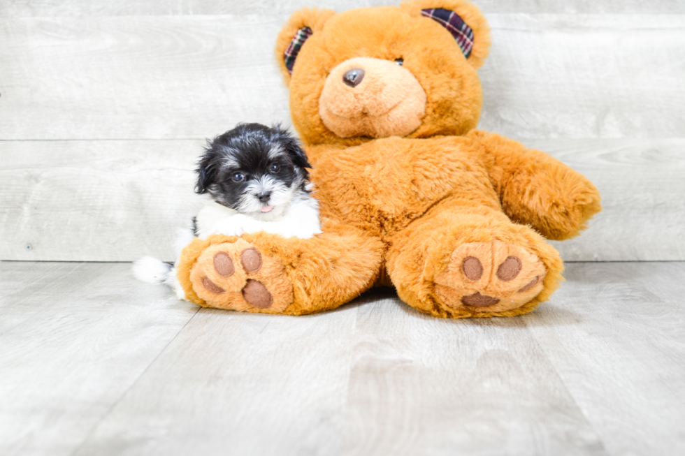 Sweet Havanese Purebred Puppy