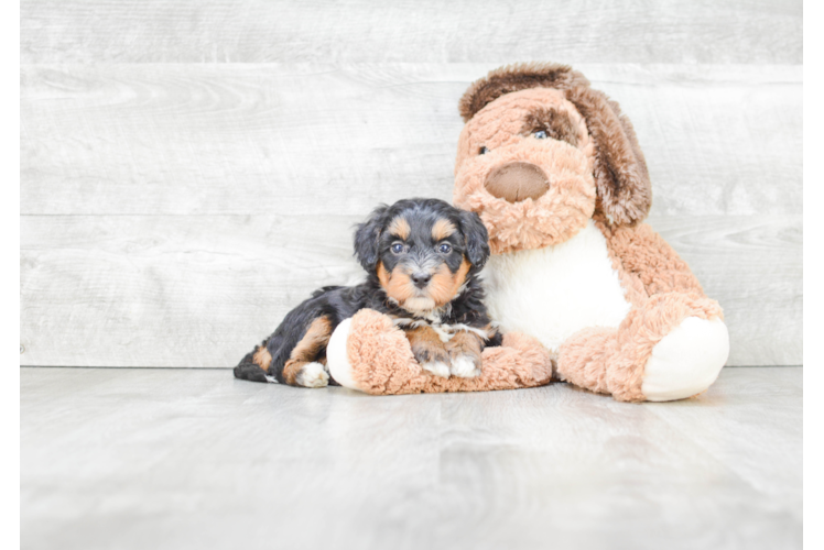 Mini Bernedoodle Puppy for Adoption