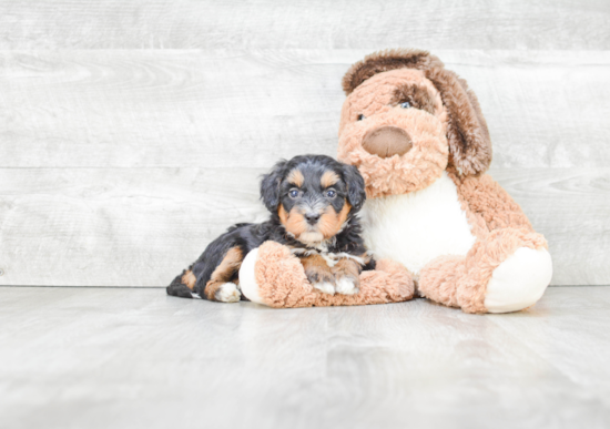 Mini Bernedoodle Puppy for Adoption