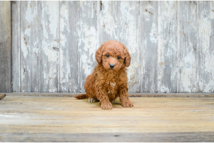 Best Mini Goldendoodle Baby