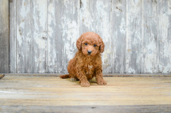 Best Mini Goldendoodle Baby