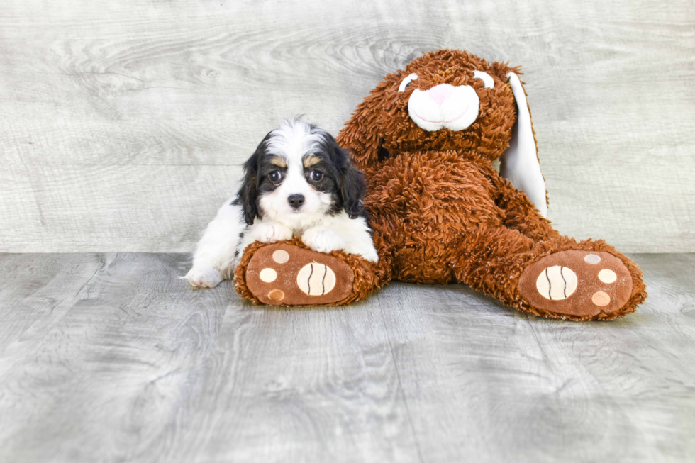 Happy Cavachon Baby