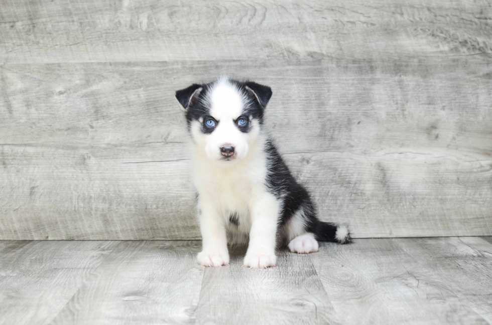 Best Pomsky Baby