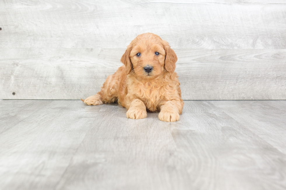 Little Golden Retriever Poodle Mix Puppy