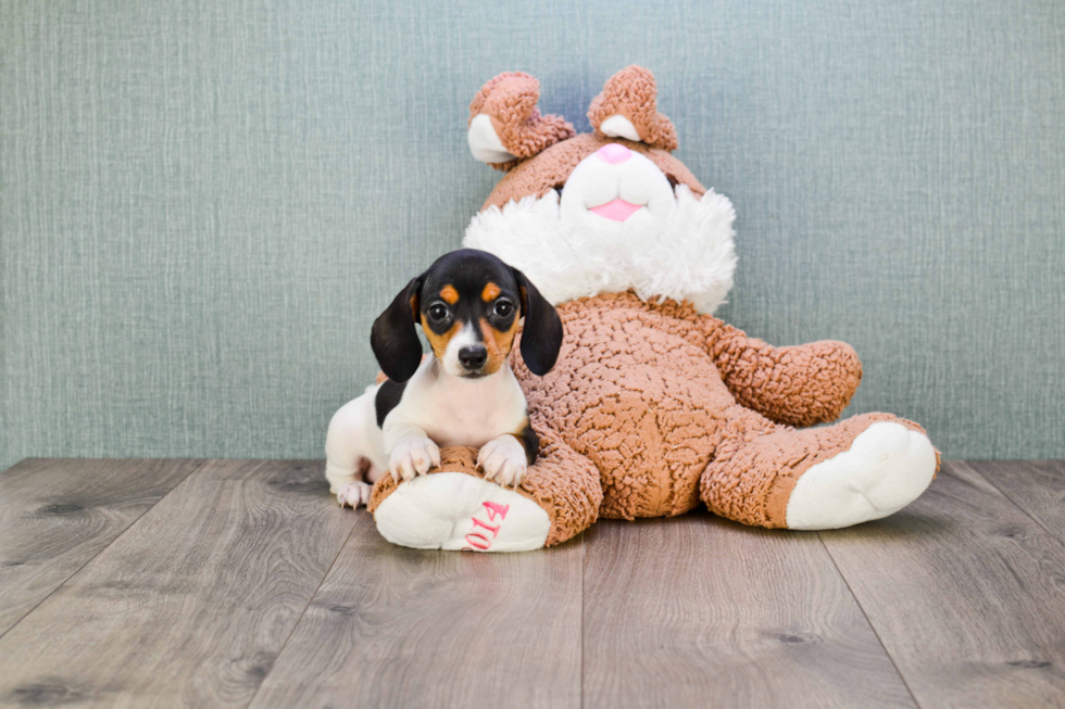 Cute Dachshund Purebred Pup