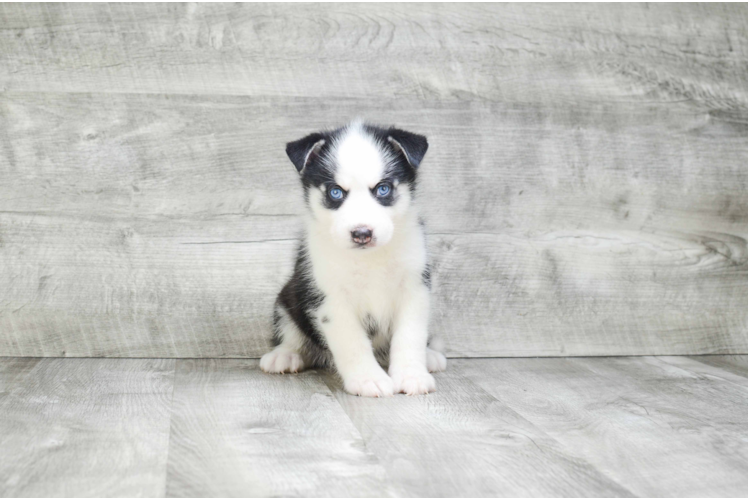 Fluffy Pomsky Designer Pup