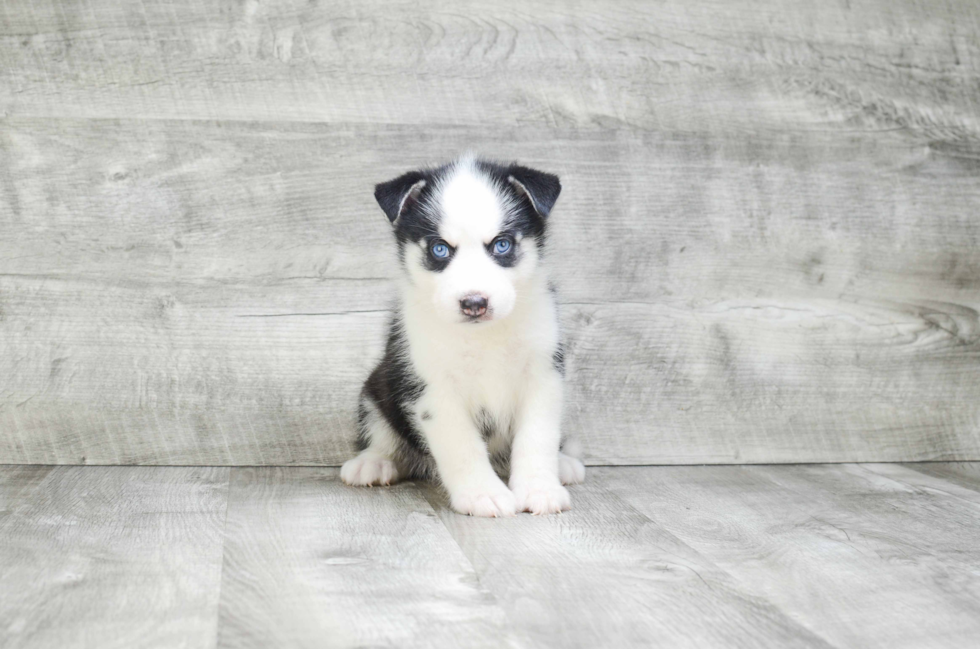 Fluffy Pomsky Designer Pup