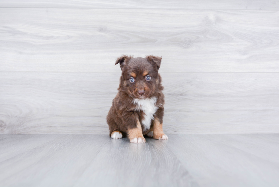 Best Mini Aussiedoodle Baby