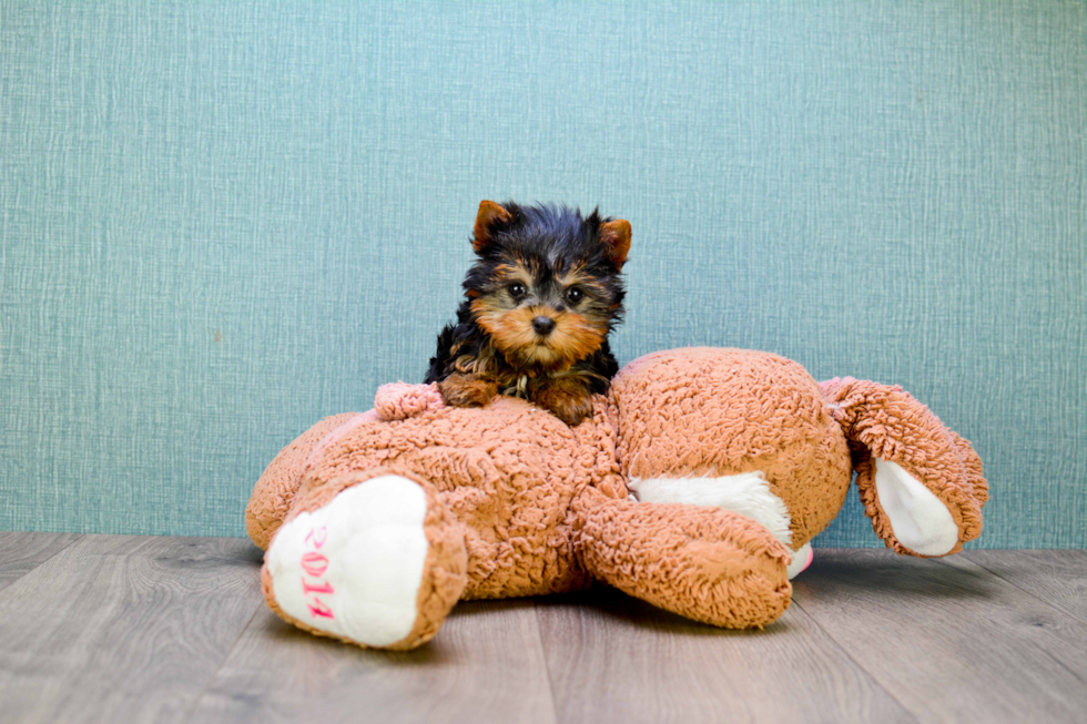 Meet Beckham - our Yorkshire Terrier Puppy Photo 