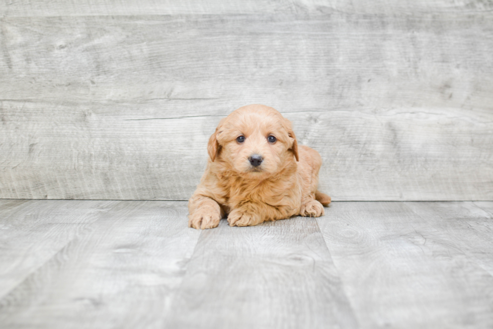 Happy Mini Goldendoodle Baby