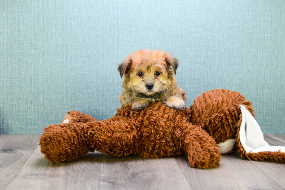 Morkie Pup Being Cute