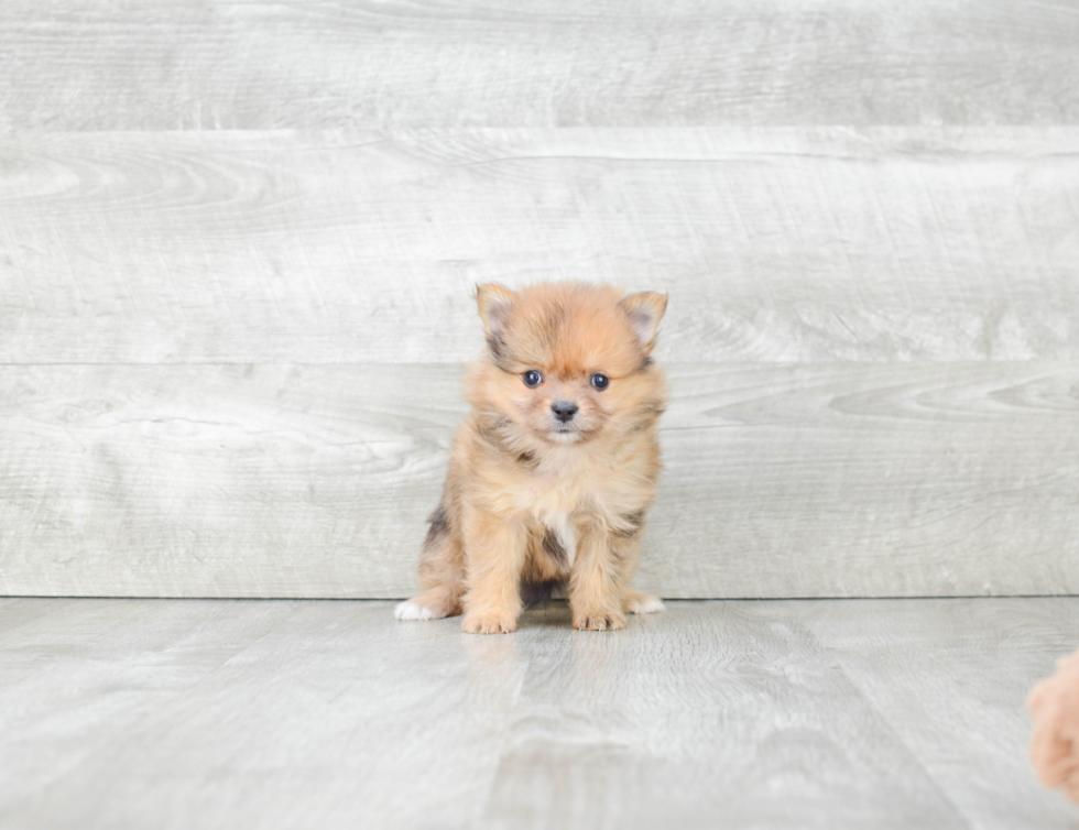 Popular Pomeranian Purebred Pup