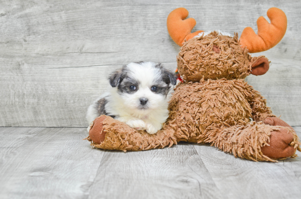 Fluffy Teddy Bear Designer Pup