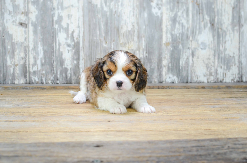 Energetic Cavalier Designer Puppy