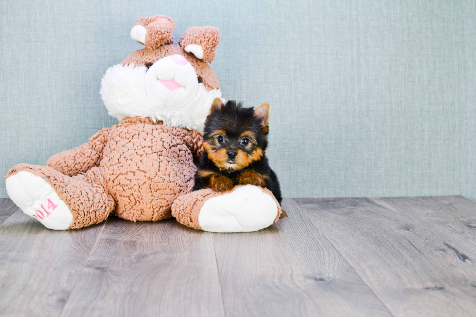 Meet Beckham - our Yorkshire Terrier Puppy Photo 