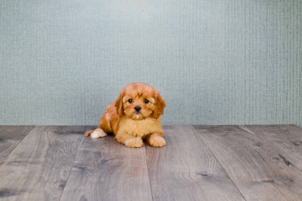 Best Cavapoo Baby