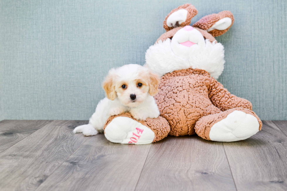 Funny Cavachon Designer Pup