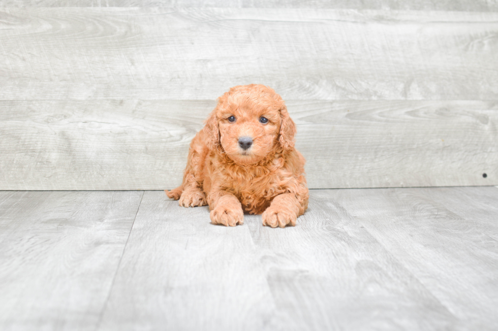 Mini Goldendoodle Pup Being Cute