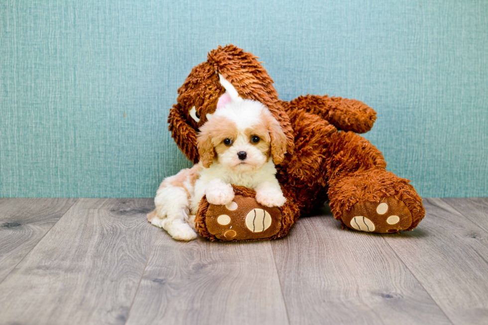 Hypoallergenic Cavalier Designer Puppy