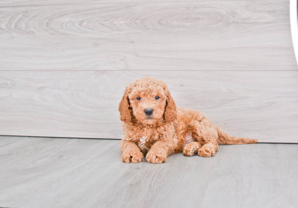 Petite Mini Goldendoodle Poodle Mix Pup