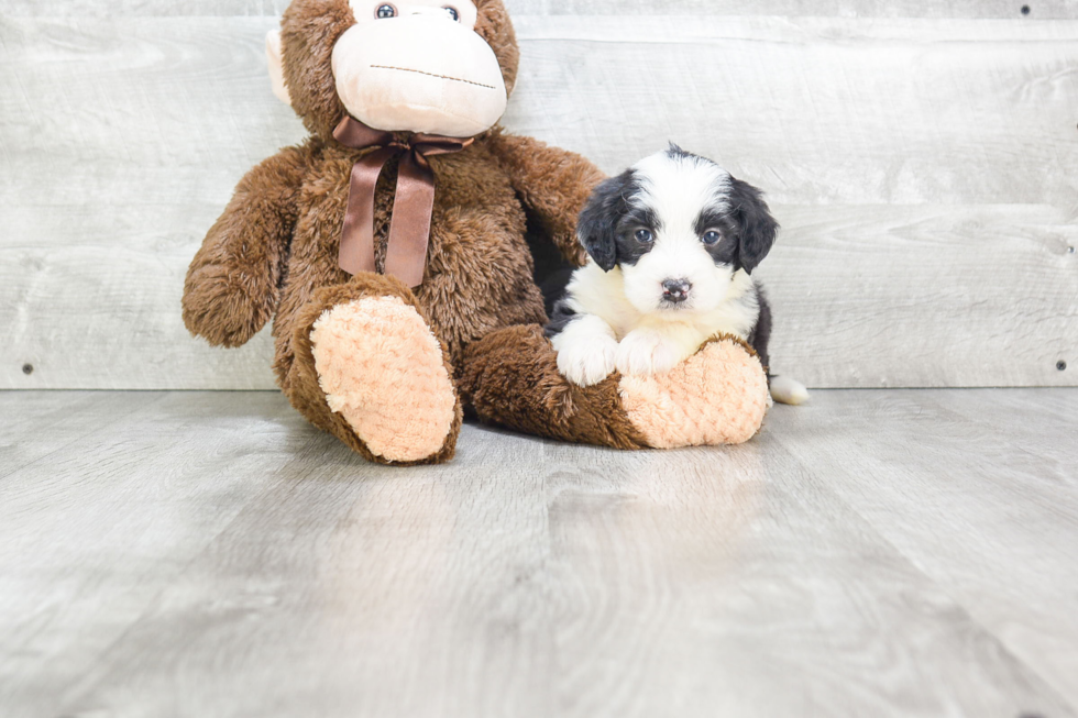 Best Mini Bernedoodle Baby