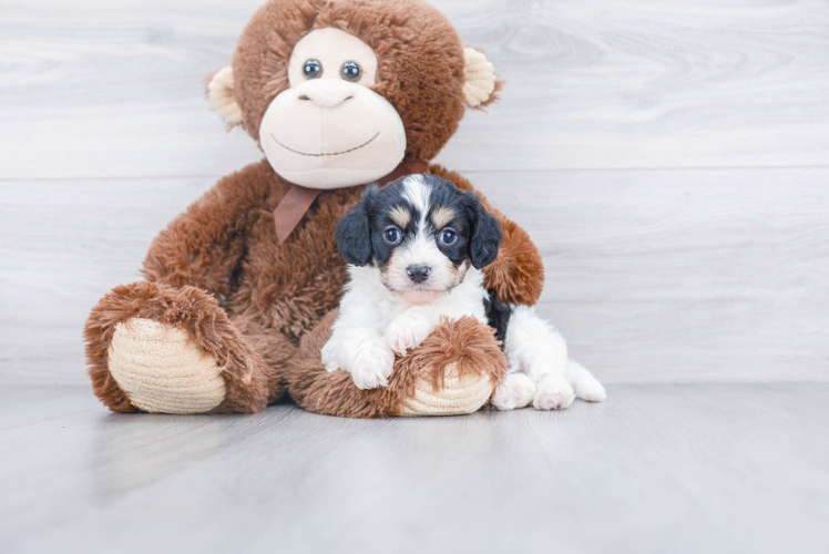 Cavachon Pup Being Cute