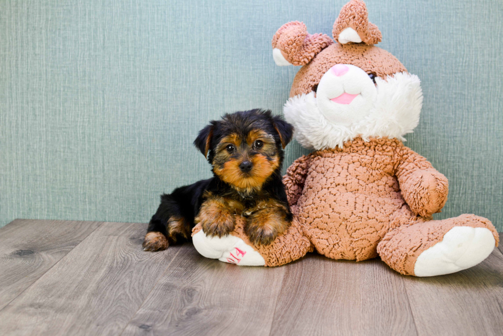 Meet Snickers - our Yorkshire Terrier Puppy Photo 