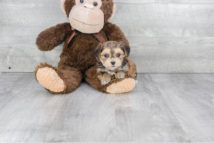 Adorable Yorkie Designer Puppy