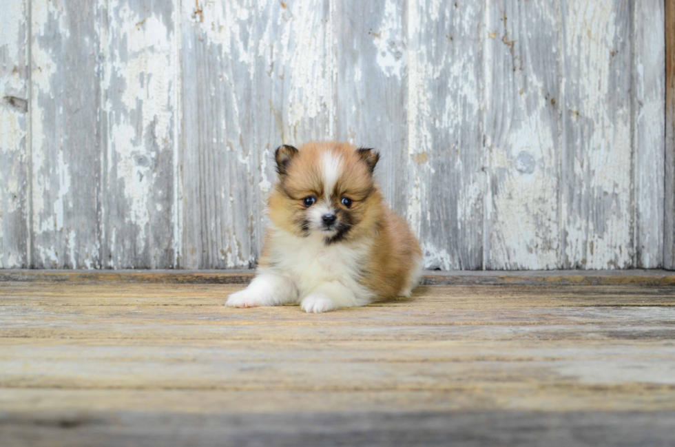 Pomeranian Puppy for Adoption