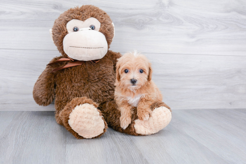 Fluffy Maltipoo Poodle Mix Pup