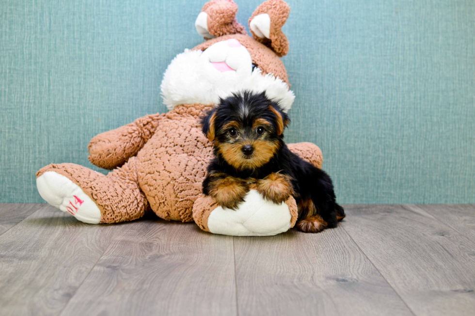 Meet Timmy - our Yorkshire Terrier Puppy Photo 