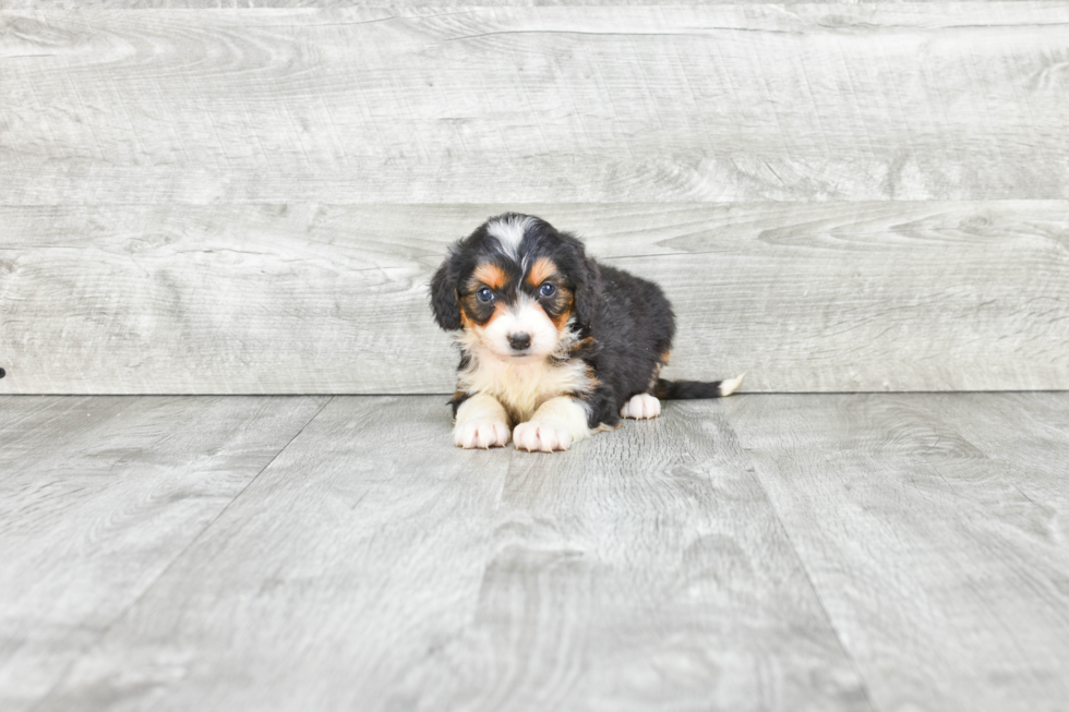 Smart Mini Bernedoodle Poodle Mix Pup