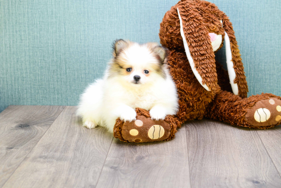 Best Pomeranian Baby