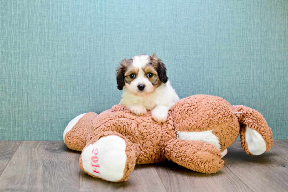 Cavachon Pup Being Cute