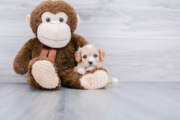 Small Cavachon Baby