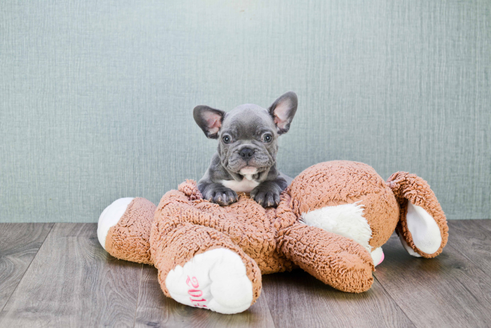 French Bulldog Pup Being Cute