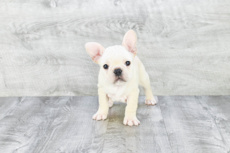 French Bulldog Pup Being Cute